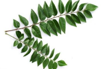 curry_leaves