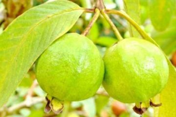 guava